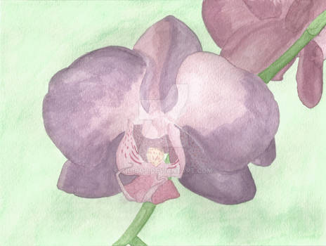 Orchid