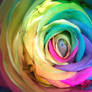 Rainbow Rose