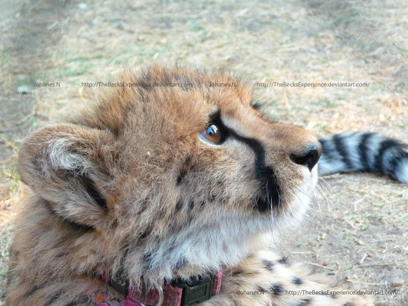 Adorable Cheetah