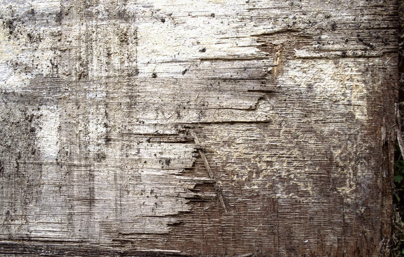 Wooden Texture 1