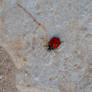 Little Ladybug