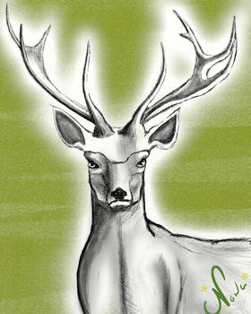 Reindeer- sketche