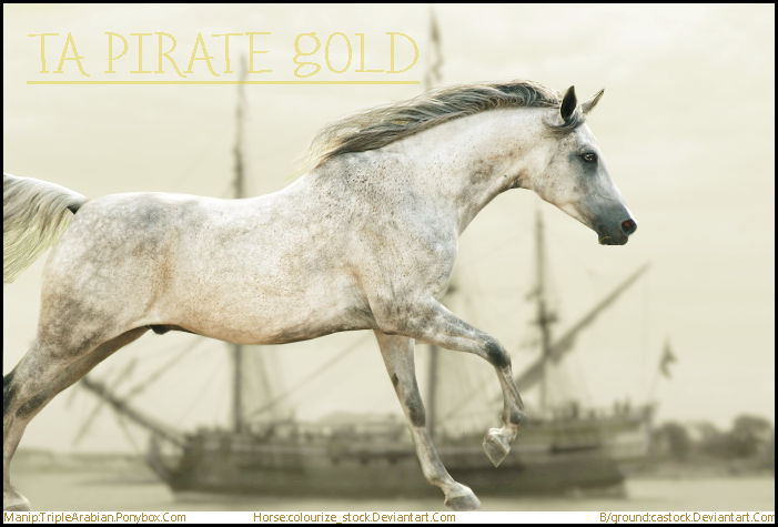 TA Pirate Gold - for my arabian horse