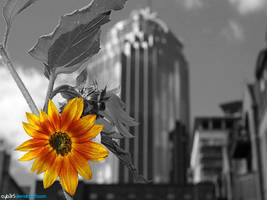 [PhotoManipulation]SunFlower