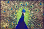 Peacock in Display by kessalia