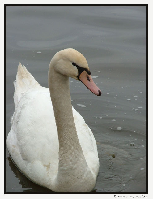 Swan 2