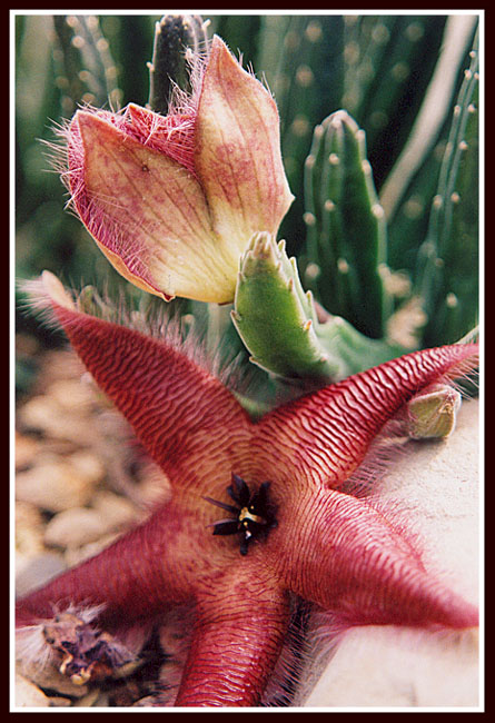 Cactus Flower