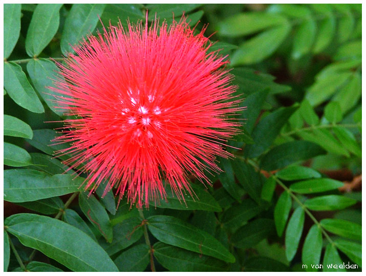 Red Powderpuff