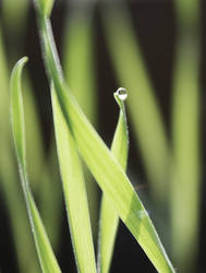 Drop on grass