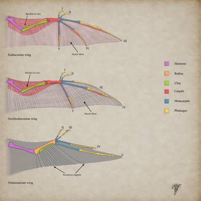 Draconology - Dragon, wyvern wing anatomy