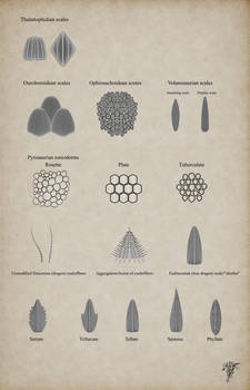 Draconology - Scales and scutes