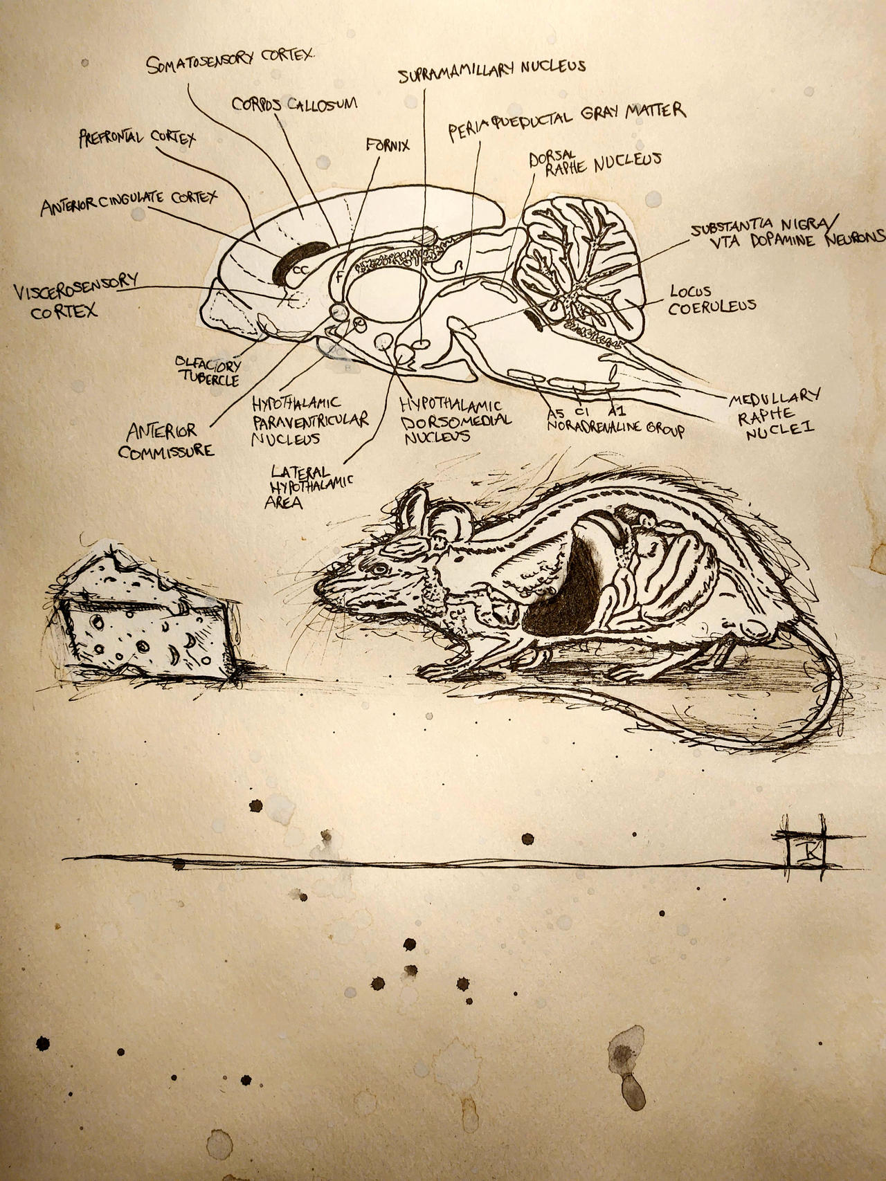 Brainbow Rats Rat Brain by JohnnyScorpio on DeviantArt
