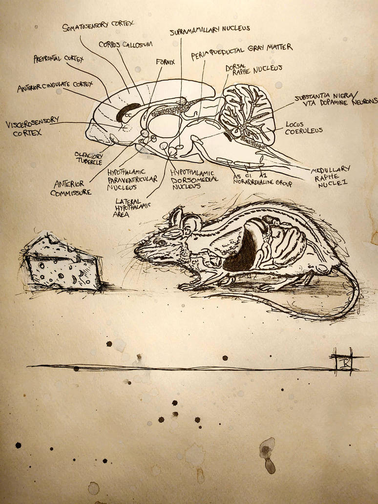 Rat Brain by JohnnyScorpio on DeviantArt