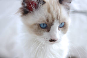 Ragdoll Kitten Emrys