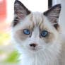 Ragdoll Kitten in the Window