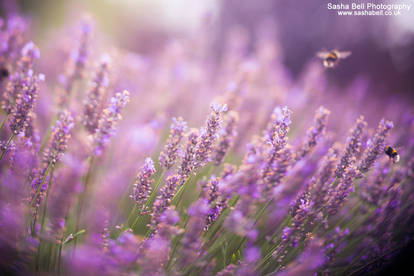 Summer Lavender