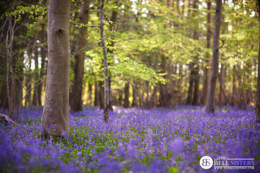 Bluebell Woodland