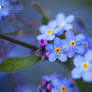 Forget Me Nots