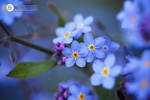 Forget Me Nots by thesashabell