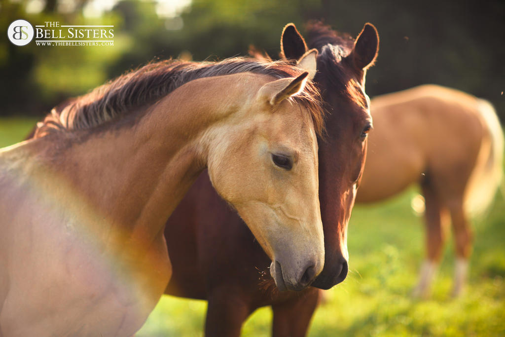 Buckskin Filly by thesashabell