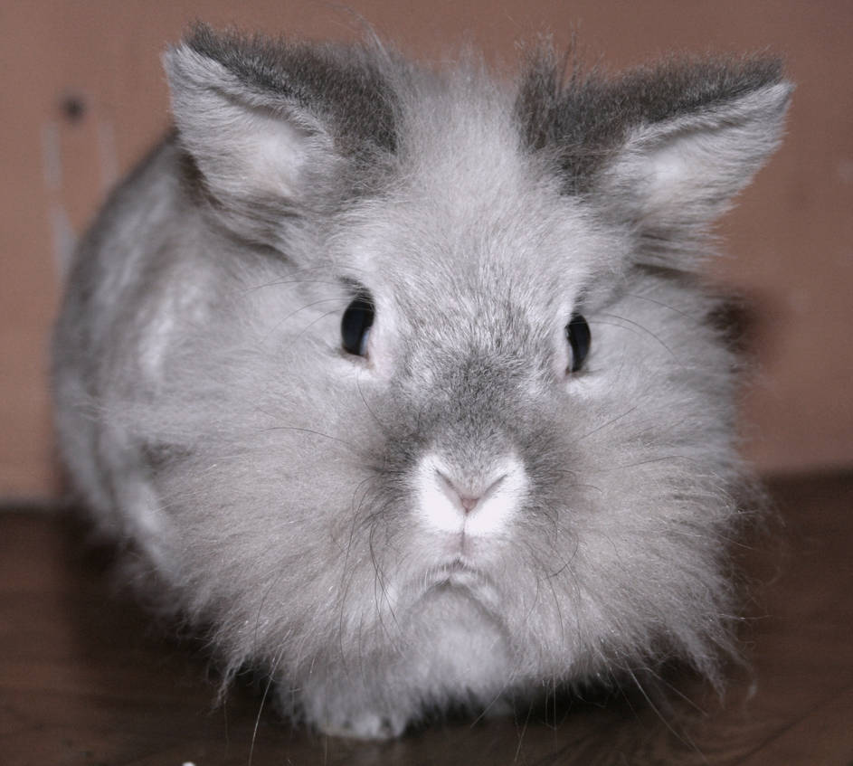 Deviantart Floppy Rabbit Floppy by Wampiwor on DeviantArt
