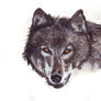 Watercolour Wolf