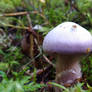 Mushroom Cortinarius traganus