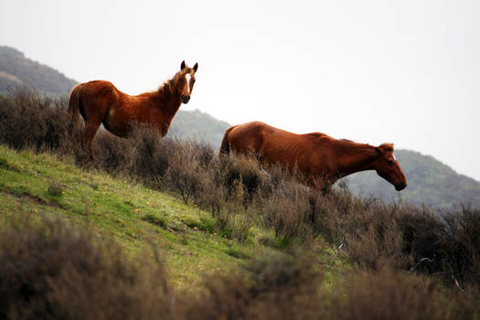 Kaimanawa Horses