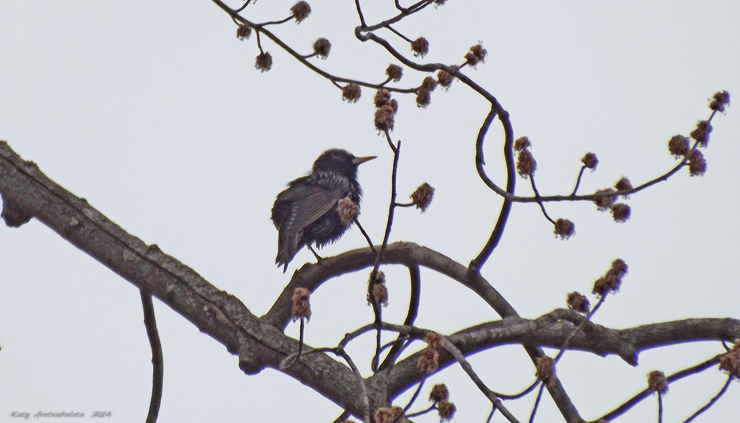 Visitor... or Resident? My Backyard..