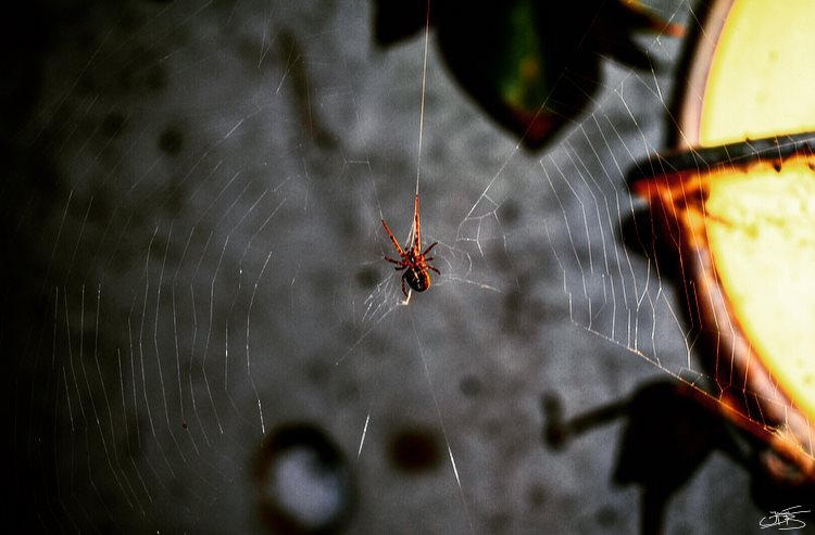 Spider Insect Deviantart Spider by JaydeLawartist on DeviantArt
