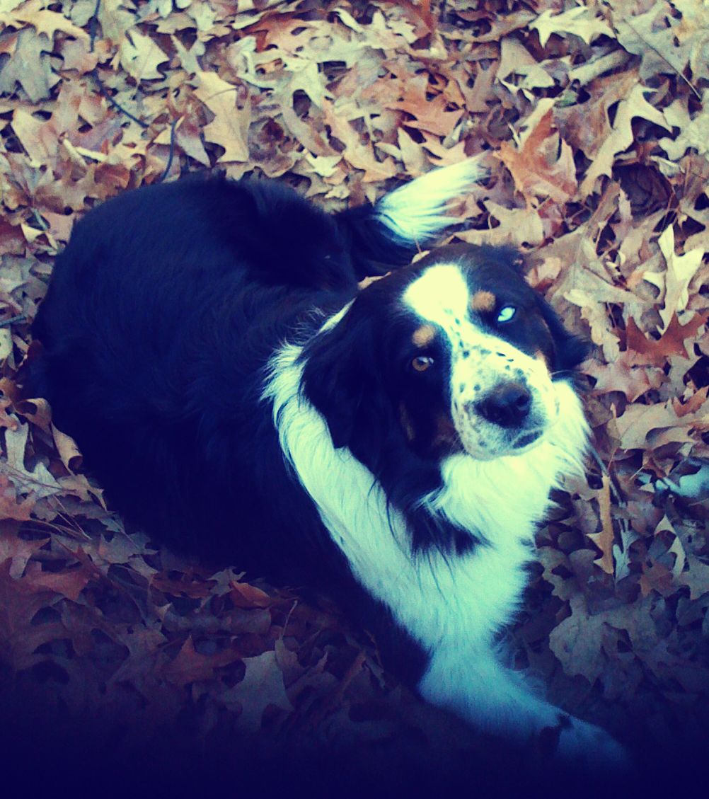 Leaf Pile