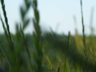 wheat field