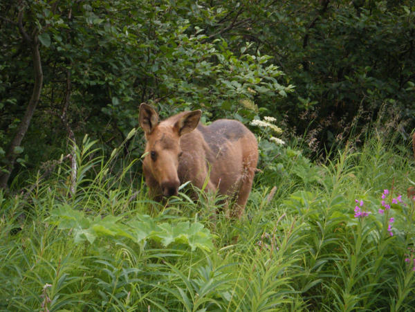 Little Moose