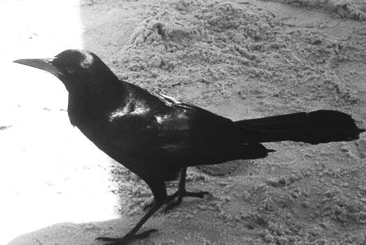 Crow