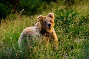 Stalking the bear