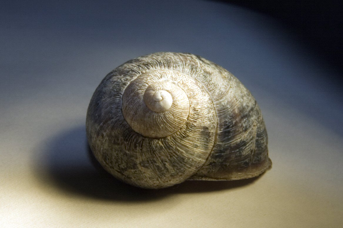 Snail Shell