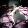 Funny_Bunny_