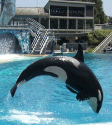 SHAMU