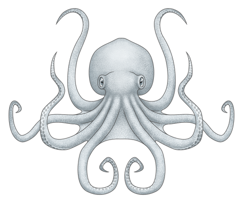 What - Octopus