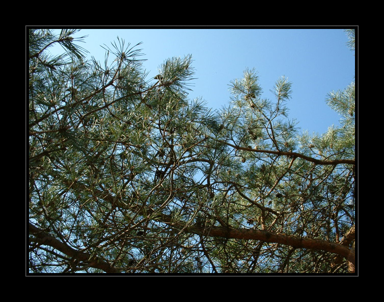 sky view through trees01