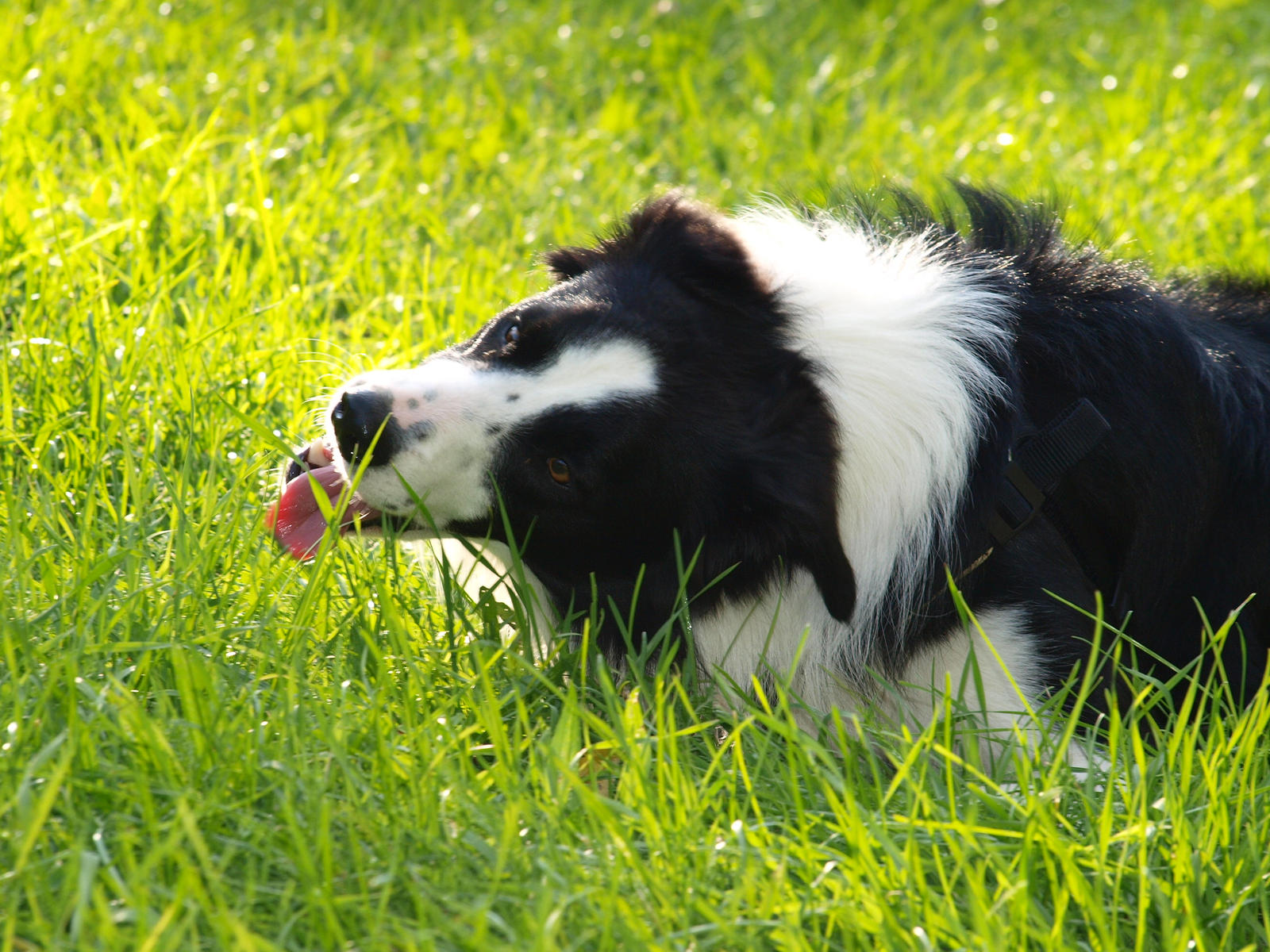 Grass is good too :D