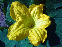 yellow pumpkin blossom wonder