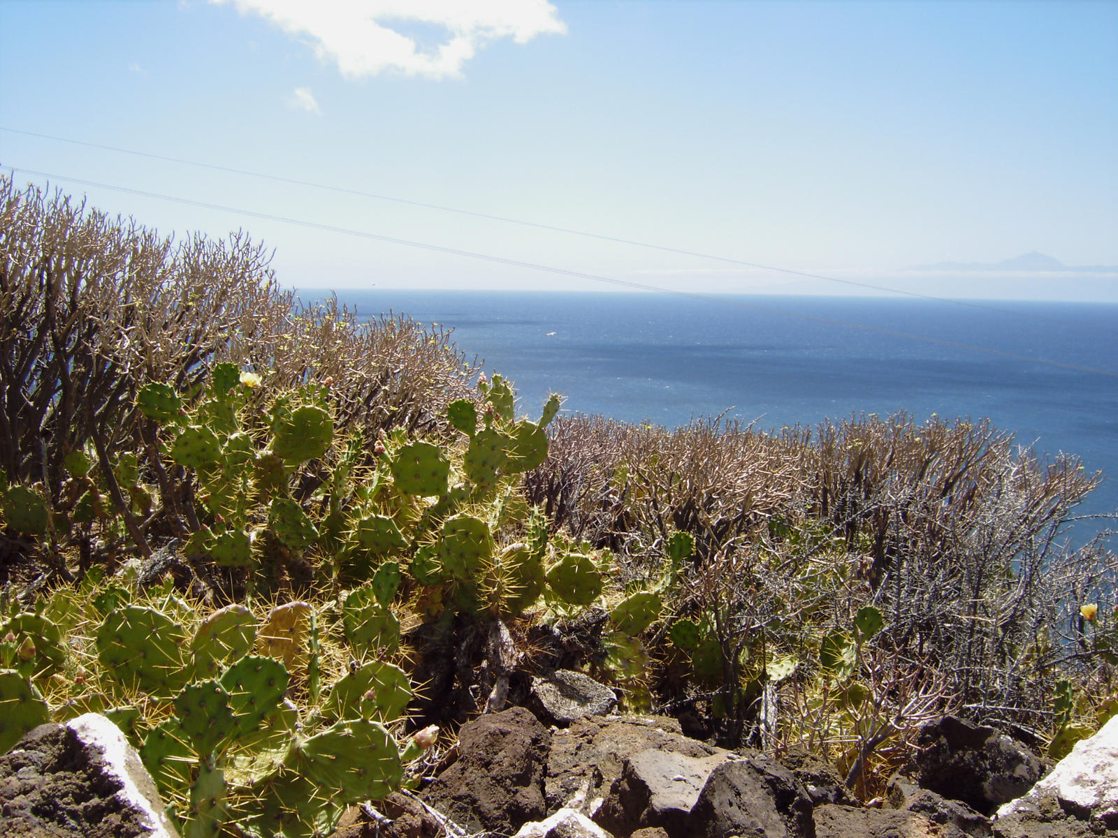 cables and prickly plants