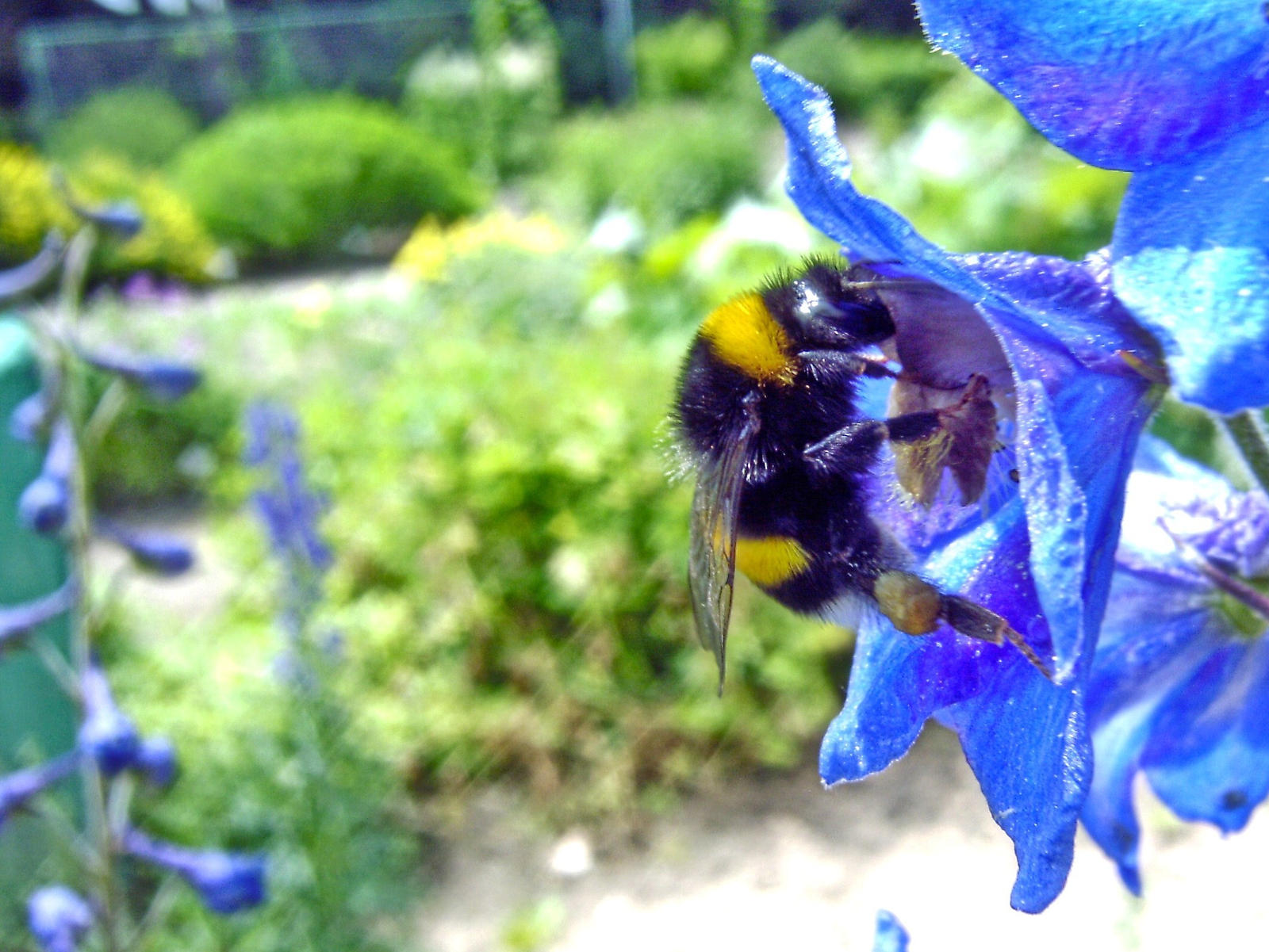 bumblebee on a blue flower