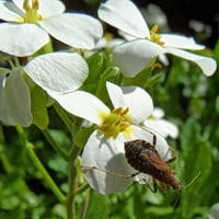 bug on flower