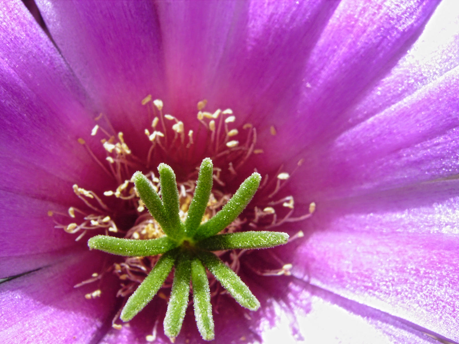 Heart Of A Cactus Flower (2)