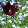 lonely tulip in a field of forget-me-nots