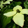 Cornus kousa var. chinensis