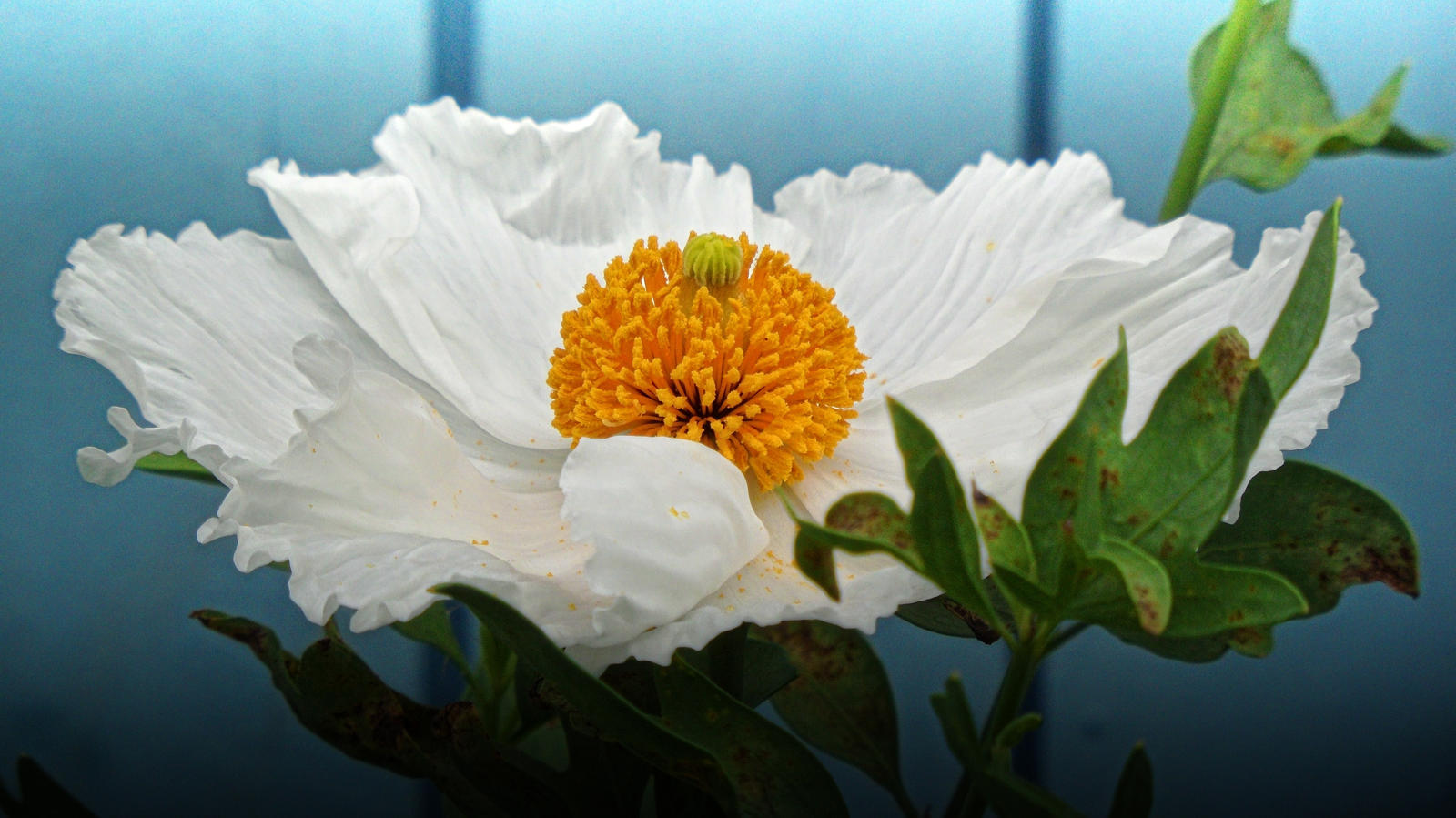 Matilija Poppy