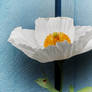 Matilija Poppy 3